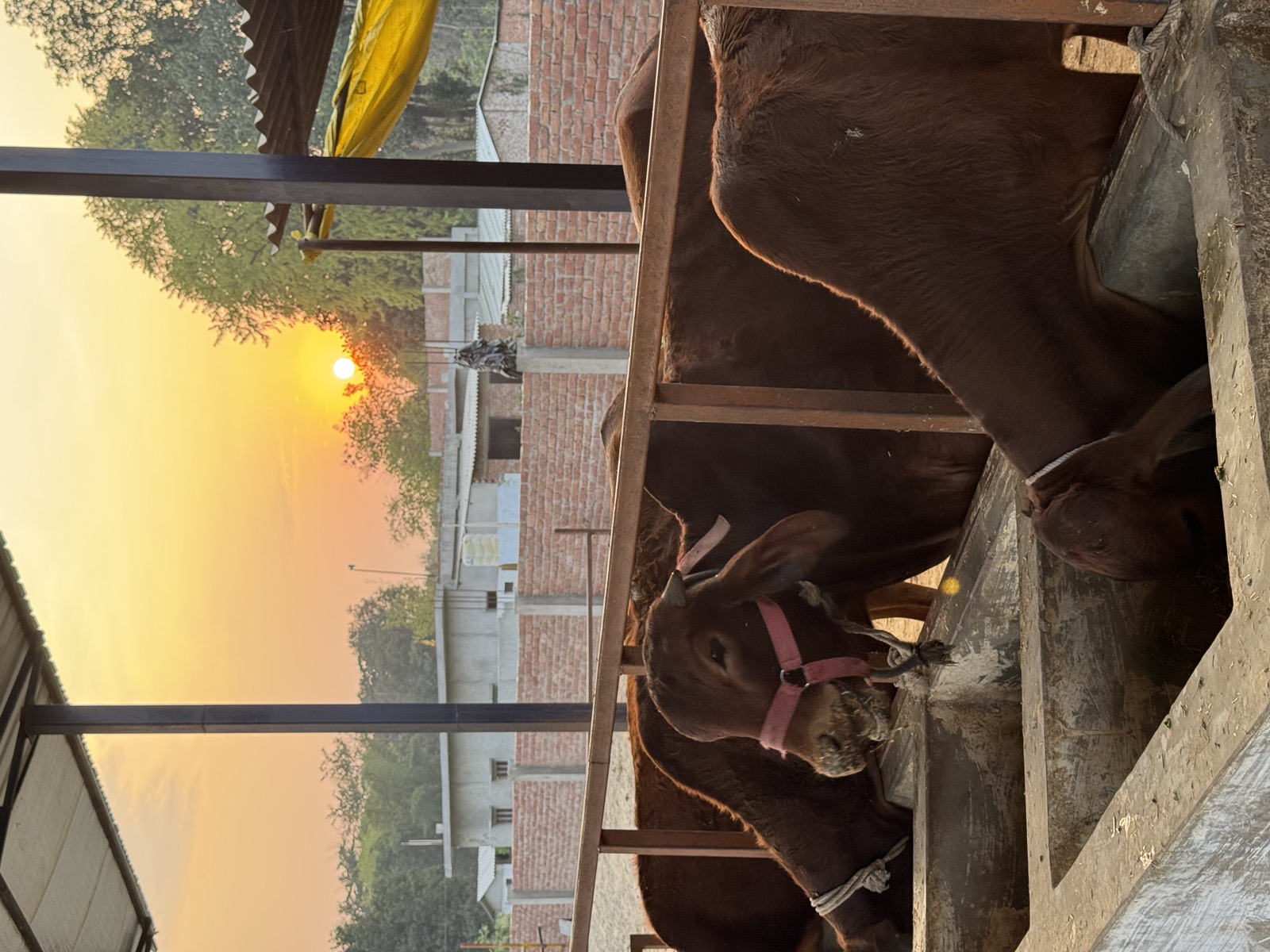 Sahiwal cows at first light. Ma Sumitra Devi Goshala