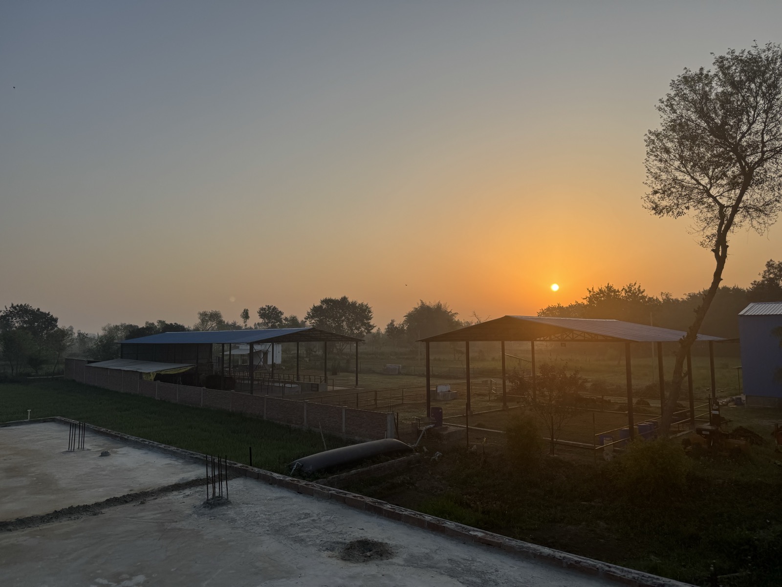 Dawn over Ma Sumitra Devi Goshala, our farm in Uttar Pradesh